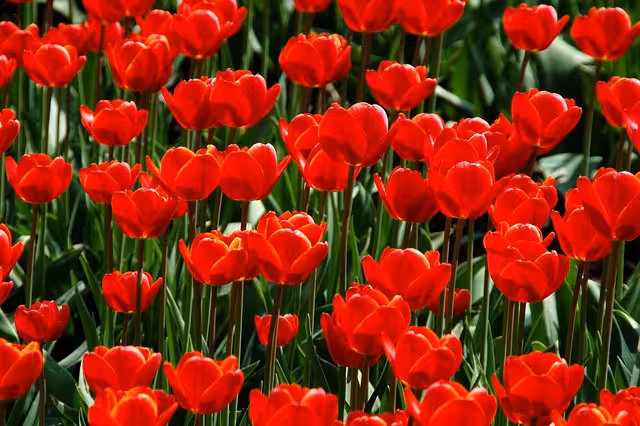 Red tulips in the spring.