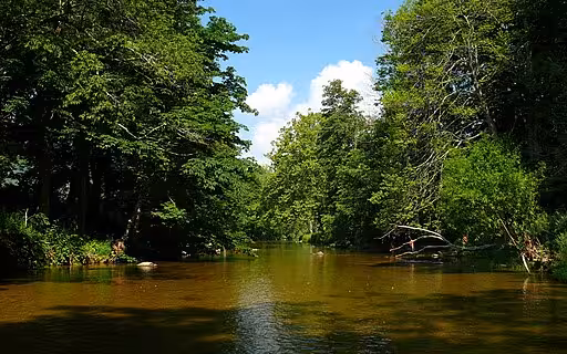 A stretch of the Watauga River with tree-lined backs.