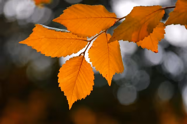 Orange leaves to represent the fall season.
