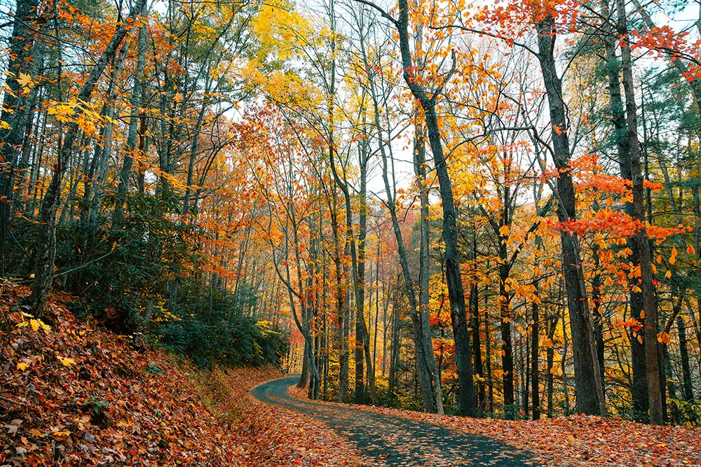 Beautiful quiet street in Tennessee