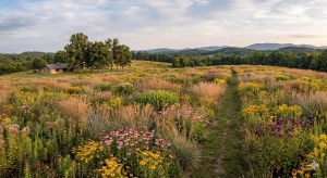 A native meadow restoration with a trail.