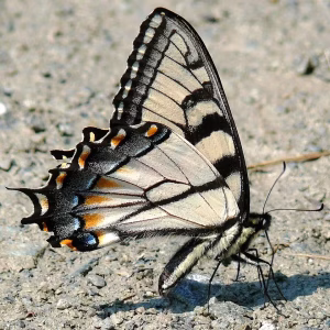Appalachian swallowtail with wings folded.