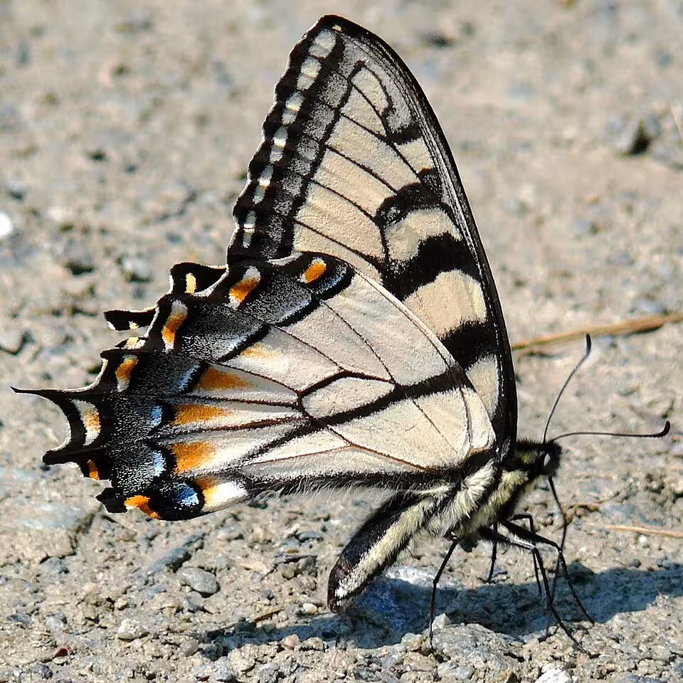 Appalachian swallowtail with wings folded.