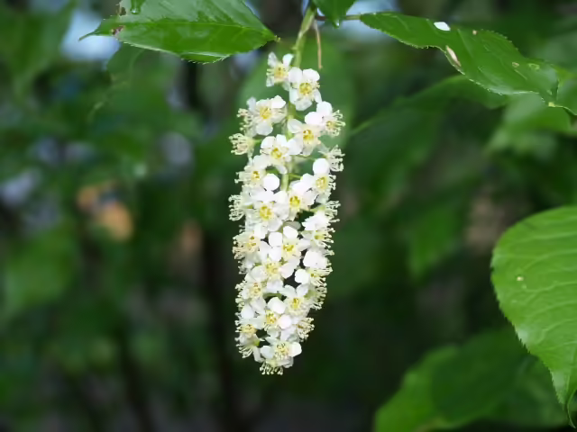 White flowers of the wild black cherry (Prunus serotina).