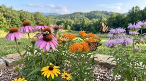 Native landscaping for e tn pollinators.