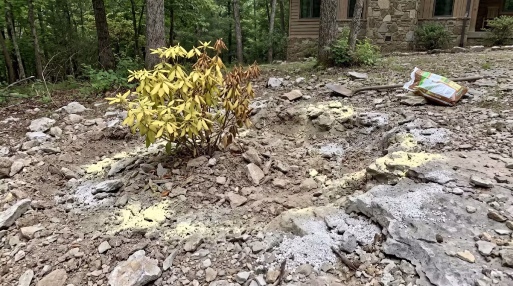A yellowed plant in limestone.
